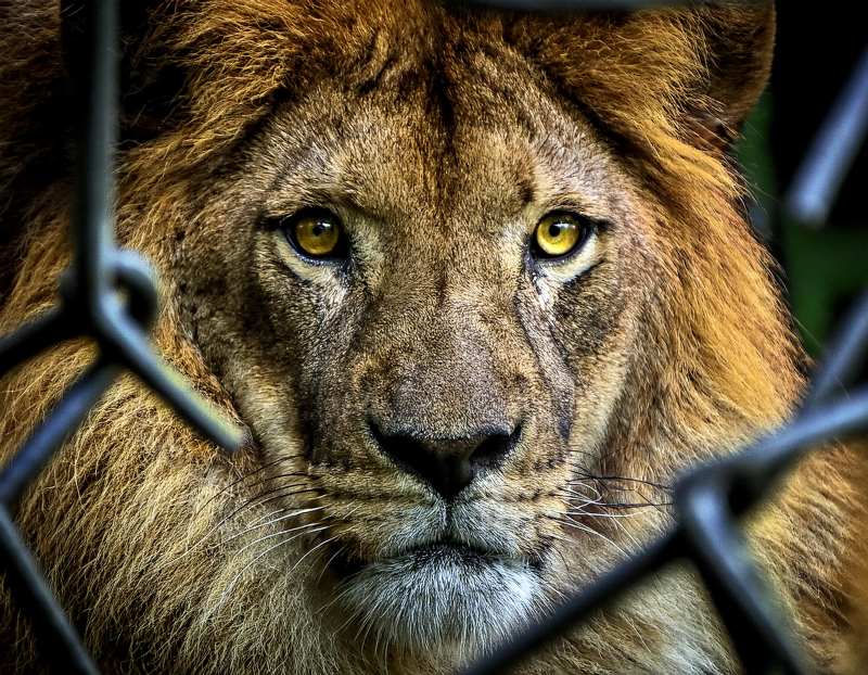 Shows lion staring through broken cage wires.